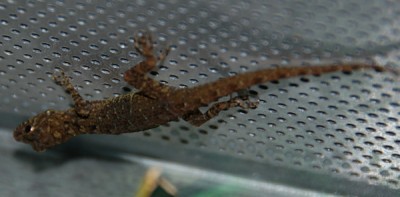 gecko2.jpg
