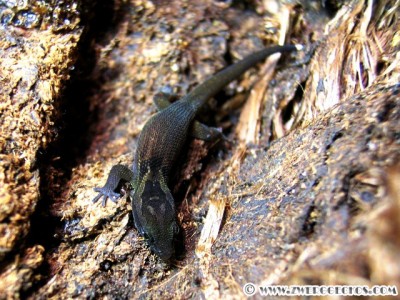 Sphaerodactylus_macrolepis.jpg