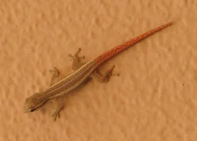 Small red-tailed lizard 2014-02-07 IITA rotated.jpg