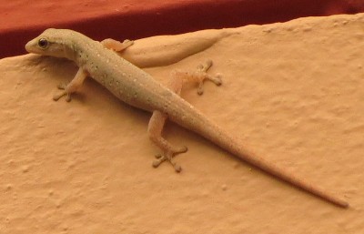 Lygodactylus grotei presumed Subad 2014-02-10 IITA-Cotonou.jpg