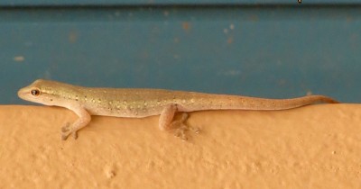 Lygodactylus grotei presumed Subad 2014-02-14 IITA-Cotonou.jpg