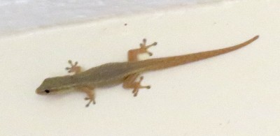 Dwarf gecko 2014-03-11 IITA.jpg