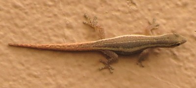 Red-tailed dwarf gecko 2014-03-14 IITA-Cotonou.jpg