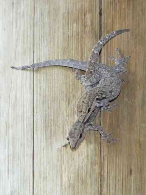 Lygodactylus_Motswiri_01.JPG