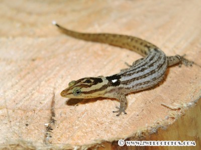 Sphaerodactylus_macrolepis_ateles_female.jpg