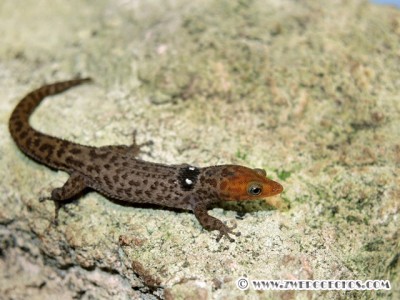 Sphaerodactylus_macrolepis_ateles_male.jpg