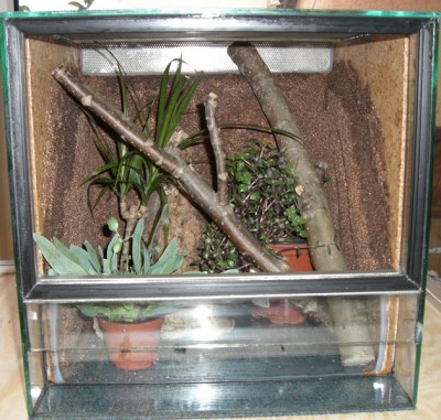 sp-argus_terrarium04.jpg