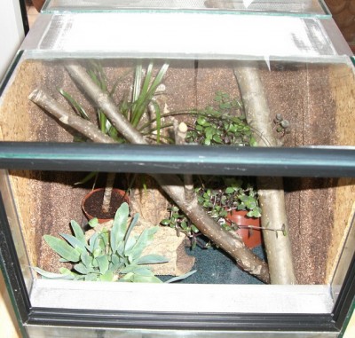 sp-argus_terrarium02.jpg