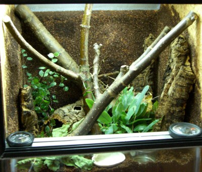 sp-argus_terrarium06.jpg