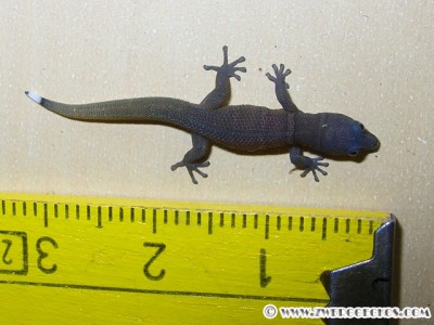 gecko2.jpg