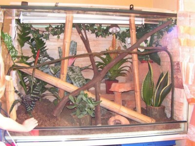 Terrarium 011.jpg