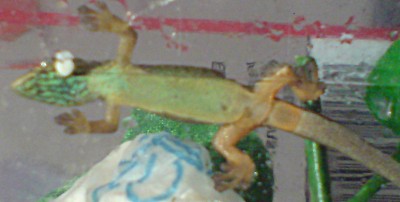 willi-w-1a.jpg
