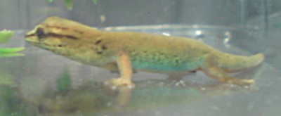 willi-w-2a.jpg