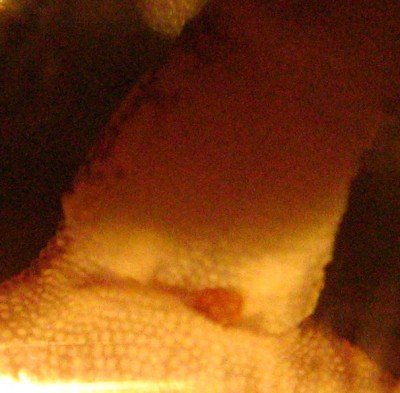 Geckos 18.11.09 Pitri 002.jpg