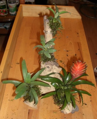 wurzel_bromelien02.JPG