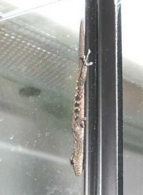 lygodactylus01.jpg