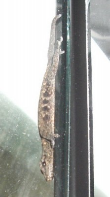 lygodactylus02.jpg