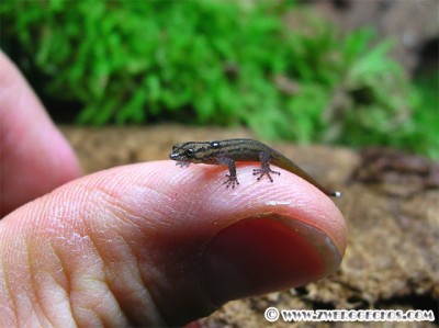 Sphaerodactylus_difficilis_hatchling.jpg