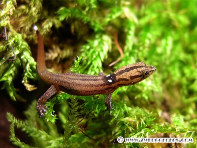 Sphaerodactylus_difficilis_hatchling2.jpg