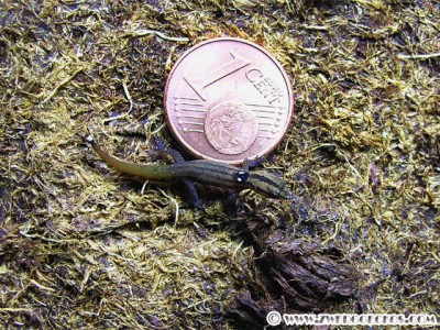 Sphaerodactylus_difficilis_hatchling3.jpg