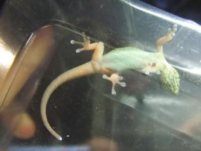 Geckos Olli(k).jpg