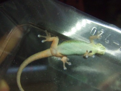 Geckos Olli (2)k.jpg