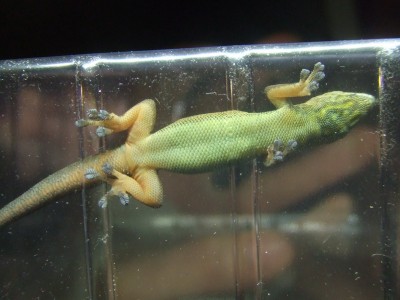 Geckos Stan k.jpg