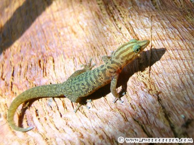 Sphaerodactylus_oliveri_female.jpg