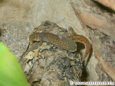 Sphaerodactylus_nicholsi_mating.jpg