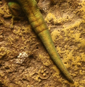 IMG_9059gecko2.jpg