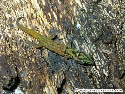 Sphaerodactylus_macrolepis_mimetes_hatchling.jpg