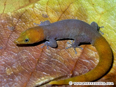 Sphaerodactylus_nigropunctatus_granti_male.jpg