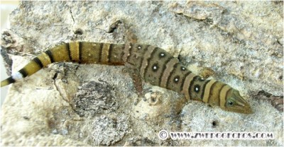 Sphaerodactylus_nigropunctatus_granti_female.jpg