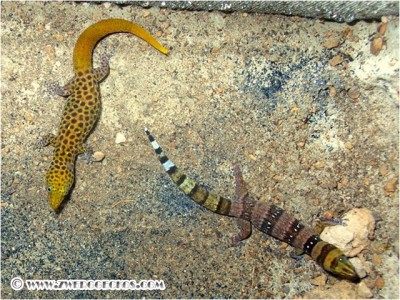 Sphaerodactylus_nigropunctatus_ocujal_pair.jpg