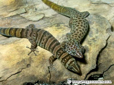 Sphaerodactylus_nigropuncatus_ssp_pair.jpg