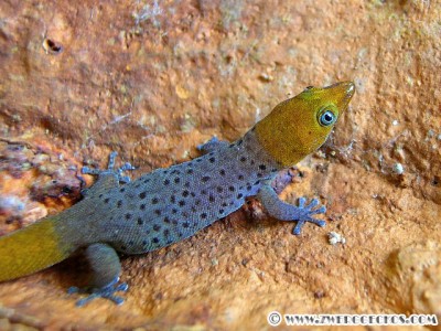 Sphaerodactylus_nigropunctatus_granti_male2.jpg