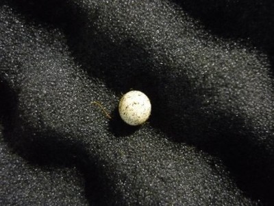 P1010203.JPG