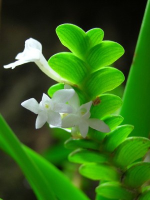 Angraecum distichum.JPG