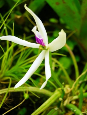 Leptotes bicolor.JPG