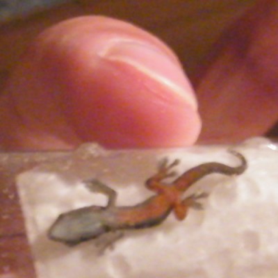 minigecko.JPG