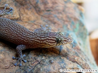 Sphaerodactylus_elegans_female.jpg