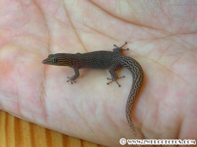 Sphaerodactylus_elegans_female2.jpg