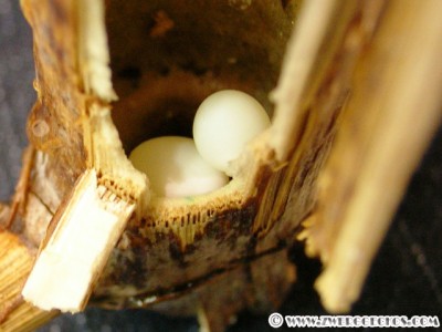 Sphaerodactylus_argus_eggs.jpg