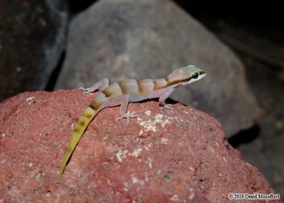 598_Tropiocolotes_persicus-Persia_Sand_Gecko.jpg