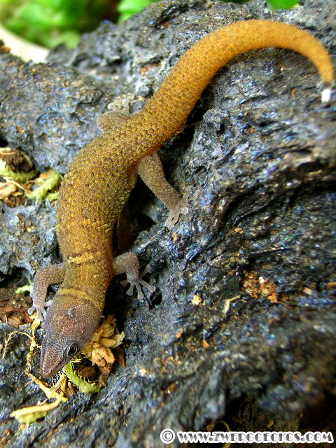 Sphaerodactylus_richardi_female.jpg