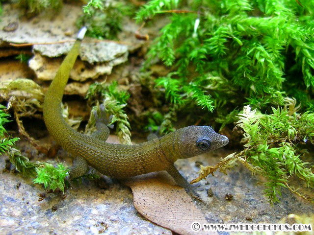 Sphaerodactylus_richardi_juvenile.jpg