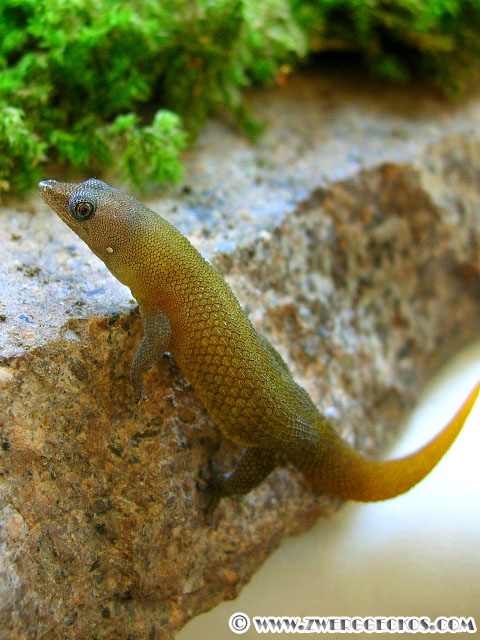 Sphaerodactylus_richardi_male.jpg