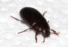 Alphitobius diaperinus