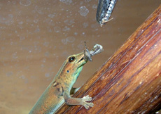 Lygodactylus williamsi frisst Steppengrille