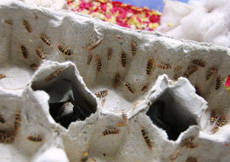 Thermobia domestica
